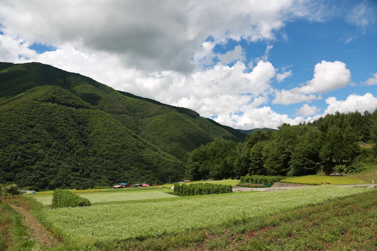 奈川のそば畑