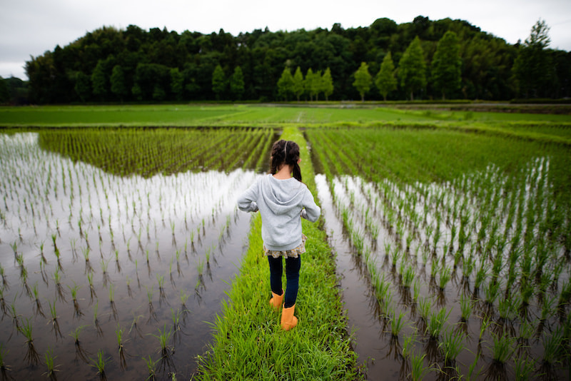 田舎の風景_田園