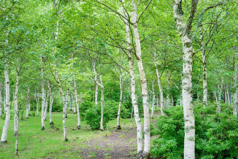 高ソメキャンプ場